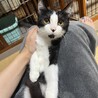 ハチワレ君、少し長めのソックスです☆ サムネイル4
