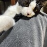 ハチワレ君、少し長めのソックスです☆ サムネイル6