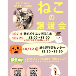 猫の譲渡会　10/25（日）野並どうぶつ病院さまで開催（名古屋市天白区）
