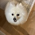 ポメラニアン7キロ オス