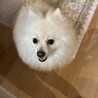 ポメラニアン7キロ オス サムネイル1