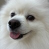 ポメラニアン7キロ オス サムネイル2