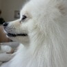 ポメラニアン7キロ オス サムネイル3