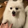 ポメラニアン7キロ オス サムネイル4