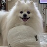 ポメラニアン7キロ オス サムネイル6