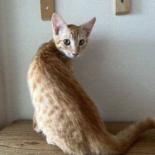 人馴れ訓練中　パインくん