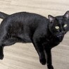 ココ［人懐っこい黒猫・FIVキャリア］ サムネイル3