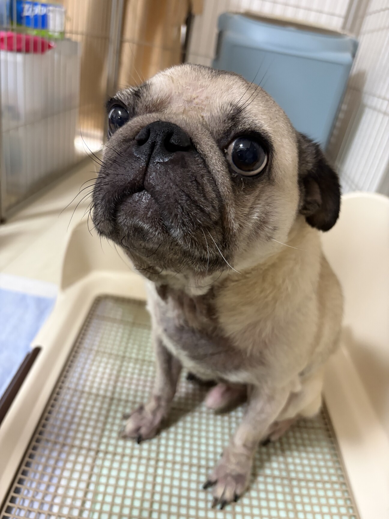 パグ　５歳 サムネイル1