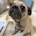 パグ　５歳