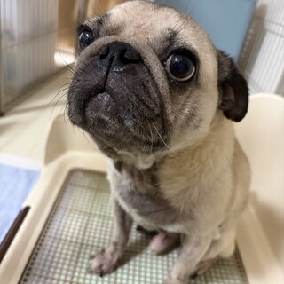 パグ　５歳