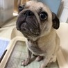 パグ　５歳 サムネイル1
