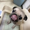パグ　５歳 サムネイル2