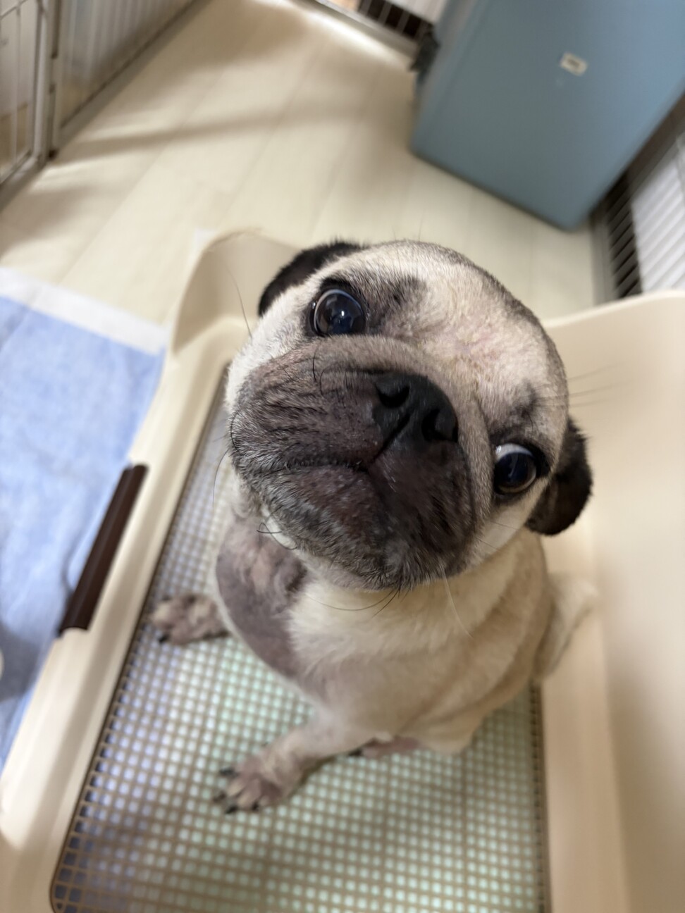 パグ　５歳 サムネイル3