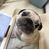 パグ　５歳 サムネイル3