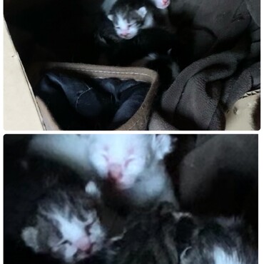 26.4.12 自宅敷地内倉庫で可愛い子猫が生まれてました