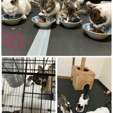 26.5.27  子猫達は室内保護！母猫はTNRを実施！