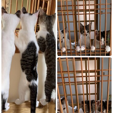 毎日元気！毎日全力！隣の部屋が気になる子猫達！