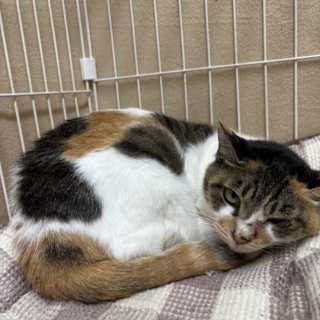 【倉敷市保健所収容】ましゅーちゃん
