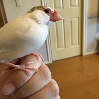 シナモン文鳥の里親様決まりました！
