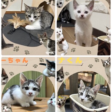 新しい家族の元へ⭐︎ご縁が繋がり始めました！
