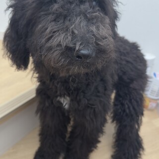 スタンダードプードルの子犬