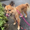 調整中のため、一旦ストップにてお願いします