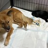 調整中のため、一旦ストップにてお願いします サムネイル3