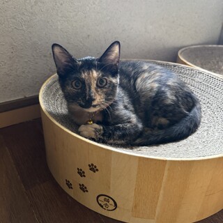 サヴィ　4ヶ月