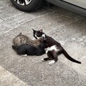 どなたか家族にしてください　避妊・去勢済みです