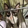 どなたか家族にしてください　避妊・去勢済みです サムネイル3