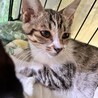 どなたか家族にしてください　避妊・去勢済みです サムネイル2