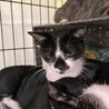どなたか家族にしてください　避妊・去勢済みです サムネイル4