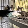 どなたか家族にしてください　避妊・去勢済みです サムネイル6