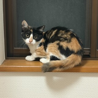 甘えん坊で可愛い三毛猫の女の子