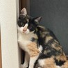 甘えん坊で可愛い三毛猫の女の子 サムネイル2