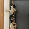 甘えん坊で可愛い三毛猫の女の子 サムネイル3