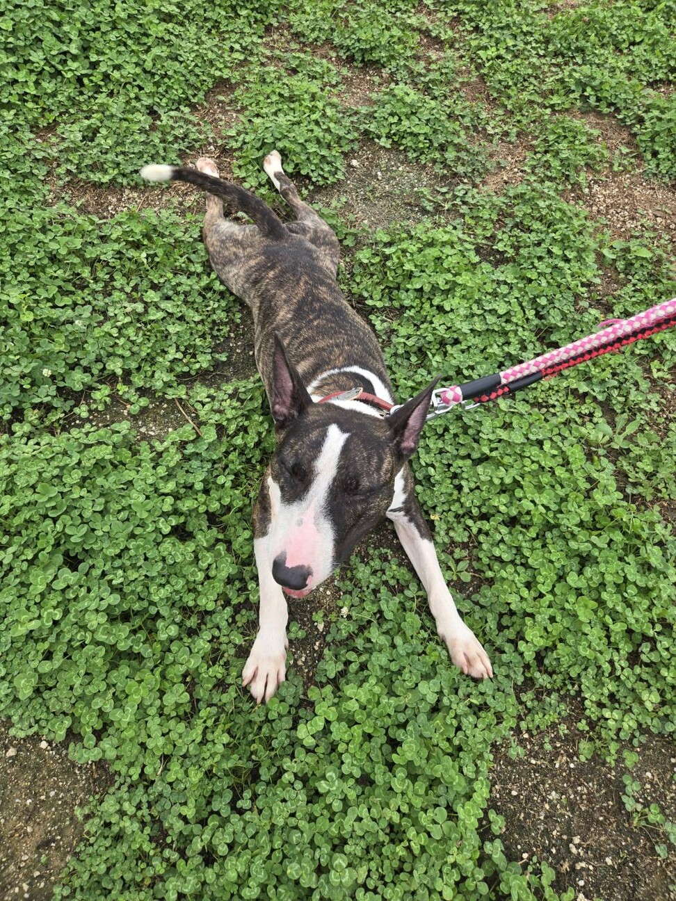 元気なジェイ！ サムネイル4