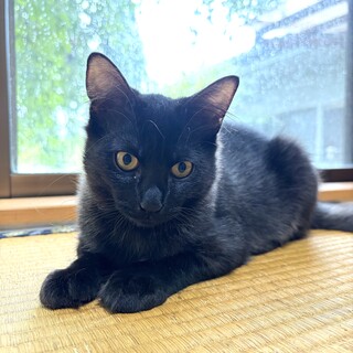 ブラシ大好き控えめな慎重派みーる君