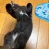 ブラシ大好き控えめな慎重派みーる君 サムネイル2
