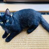 ブラシ大好き控えめな慎重派みーる君 サムネイル3