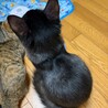 ブラシ大好き控えめな慎重派みーる君 サムネイル5