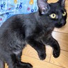 ブラシ大好き控えめな慎重派みーる君 サムネイル4