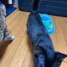 ブラシ大好き控えめな慎重派みーる君 サムネイル6