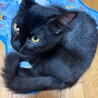 ブラシ大好き控えめな慎重派みーる君 サムネイル7