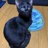  抱っこ大好き背中に乗ってくる、くいーる君 サムネイル2