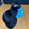 抱っこ大好き背中に乗ってくる、くいーる君 サムネイル3