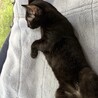 抱っこ大好き背中に乗ってくる、くいーる君