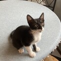 天真爛漫で人が大好きなバッキー君
