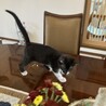 天真爛漫で人が大好きなバッキー君 サムネイル2