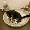 天真爛漫で人が大好きなバッキー君 サムネイル3